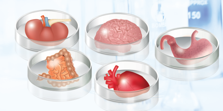 类器官研究的最新进展