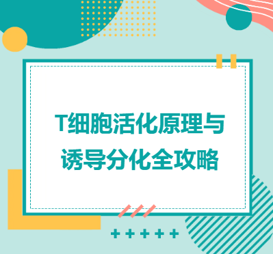 T细胞活化原理与诱导分化全攻略